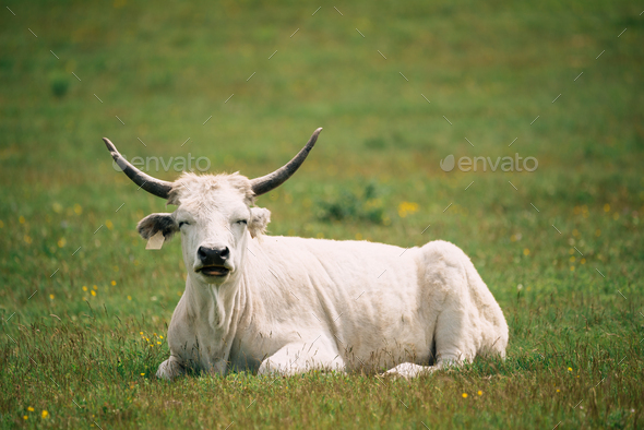 Hungarian Grey Cattle - Stock Photo - Images