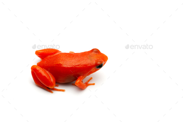 The golden frog mantella isolated on white background
