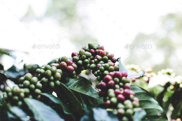 Coffee berry ripening - Stock Photo - Images