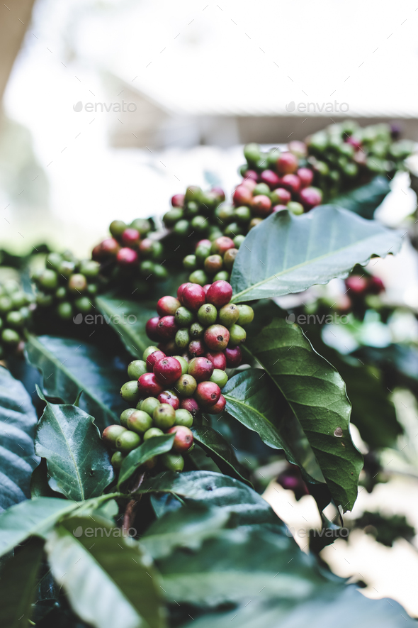 Coffee berry ripening - Stock Photo - Images