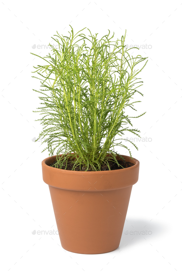 Brown terra cotta pot with fresh Santolina rosmarinifolia - Stock Photo - Images