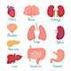 Set of Internal Organs, Vectors | GraphicRiver