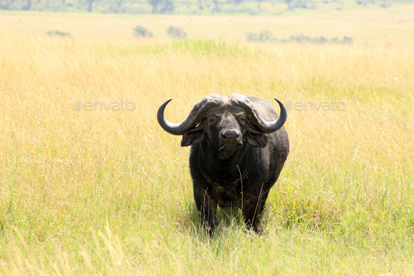 Buffalo - Maasai Mara Reserve - Kenya - Stock Photo - Images