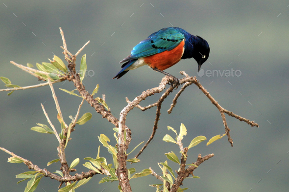 Splendid Starling - Maasai Mara Reserve - Kenya - Stock Photo - Images
