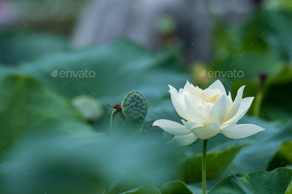 wihte lotus flower in bloom in summer - Stock Photo - Images