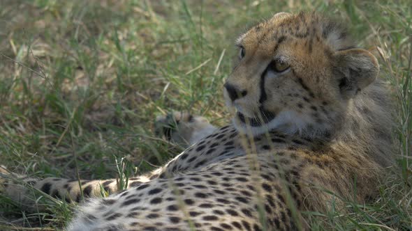 Cheetah cub yawning and resting alt