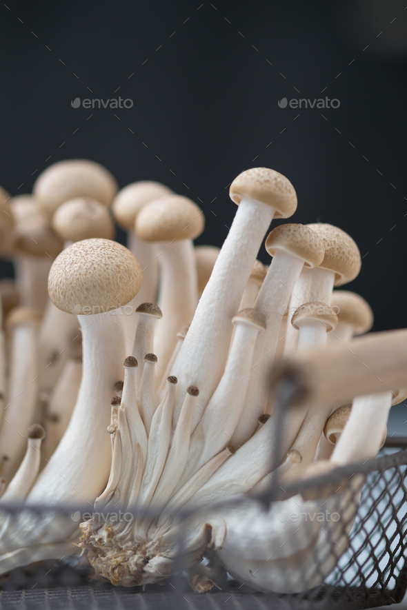Buna shimeji mushroom - Stock Photo - Images