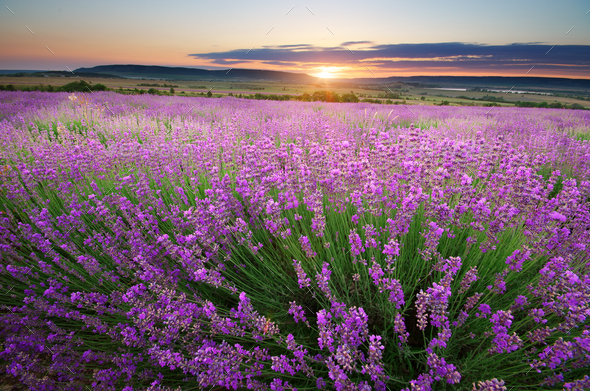 Meadow of lavender - Stock Photo - Images