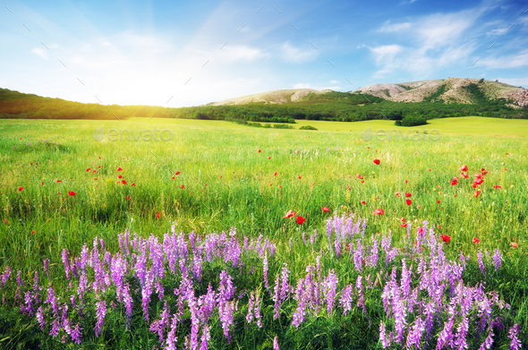 Spring meadow in meadow. - Stock Photo - Images