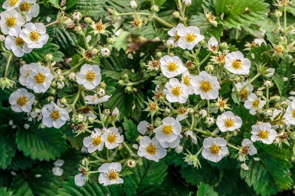 Strawberry flowers in the garden, top view