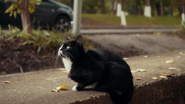 A Black and White Cat on the Hunt