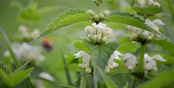 Nettle Bloom