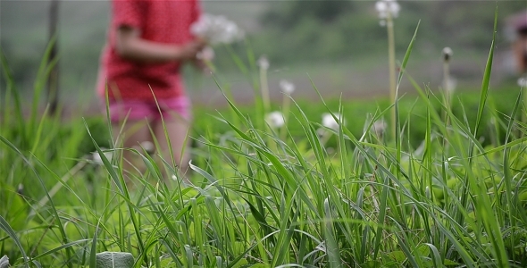 Gathered Dandelions