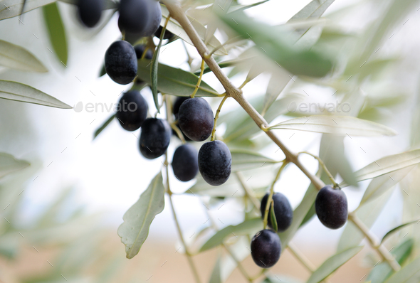 olive twigs - Stock Photo - Images