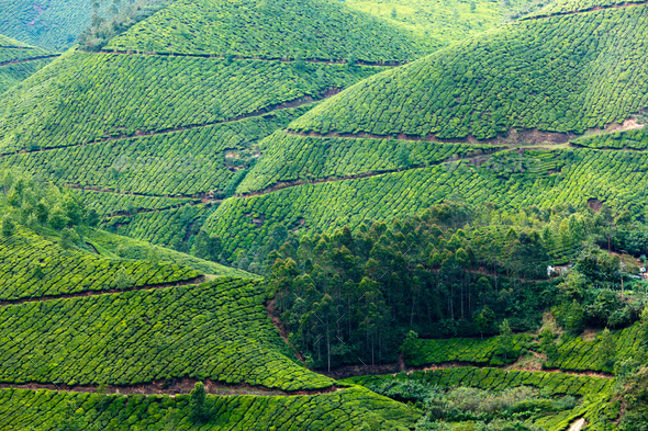 Tea plantations Stock Photo by Dmitry_Rukhlenko | PhotoDune