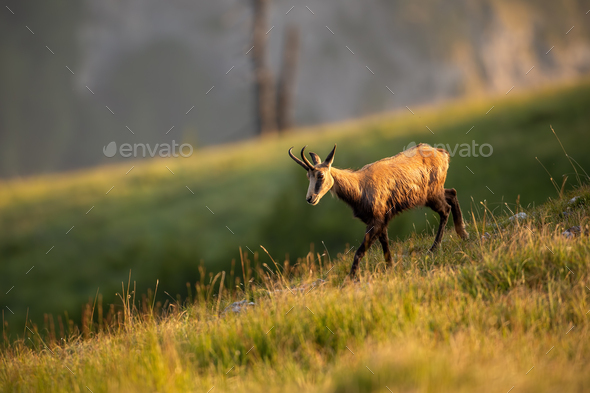 Chamois (Rupicapra rupicapra) - National Park Wildlife