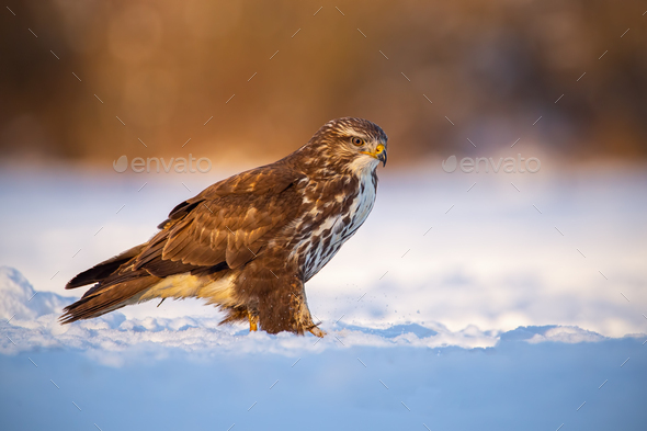 Common buzzard, buteo buteo, in winter on a snow at sunset - Stock Photo - Images