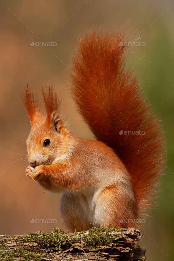 Eurasian red squirrel, sciurus vulgaris, in autumn forest in warm light - Stock Photo - Images