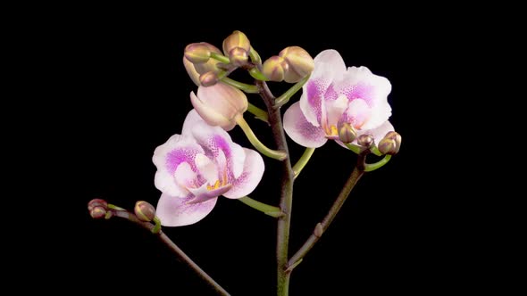 Blooming Pink Orchid Phalaenopsis Flowers alt
