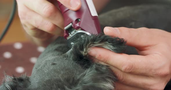 Close Up of an Ear of Clipped Yorkshire Terrier and Hands of a Man Who is Clippering the Dog with alt