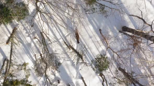Tracking two deer walking through a winter forest with long shadows AERIAL CLOSE UP alt