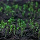 Plant Growth or Sprouts Sprouting Lucerne From the Ground - VideoHive Item for Sale