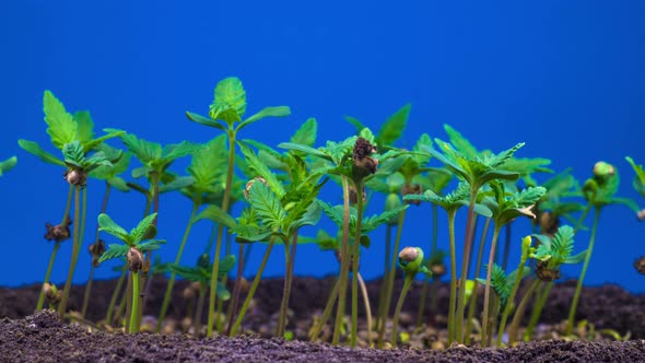 Marijuana Plant Growing