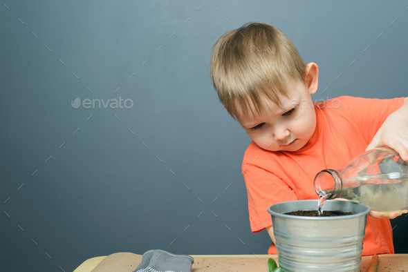 caucasian blond child boy watering ground for planting money tree plant in metal flower pot - Stock Photo - Images