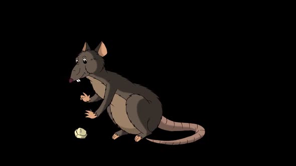 Brown rat crawls out and eats cheese  alt