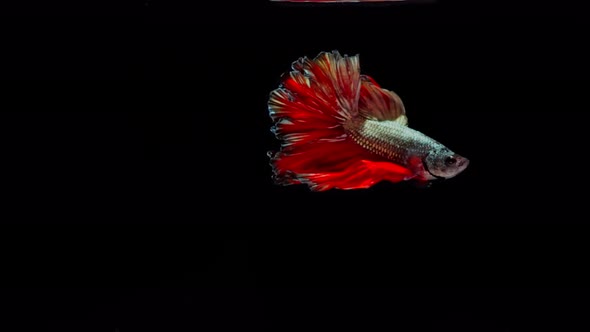 Red and Gold color Siamese fighting fish alt