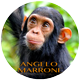 Chimpanzee Call