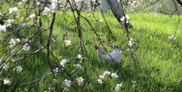 Chicken In The Grass