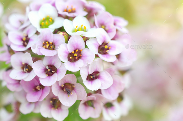 Macro of flower - Stock Photo - Images