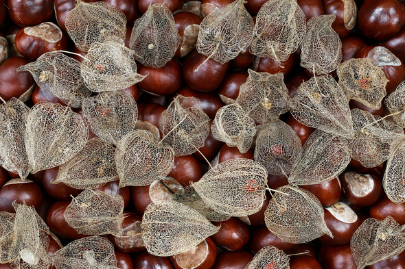 How to dry cape gooseberries