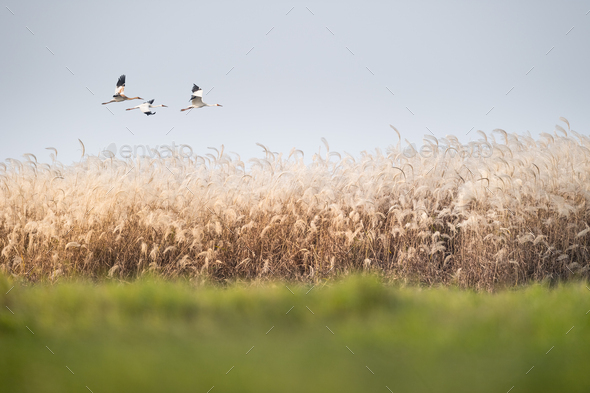 reed flowers and oriental white stork