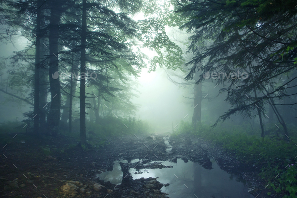 Fantasy forest - Stock Photo - Images
