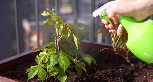 Gardening and Horticulture