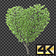 Tree Growing in a shape of Heart Tree Growing in a shape of Heart - VideoHive Item for Sale