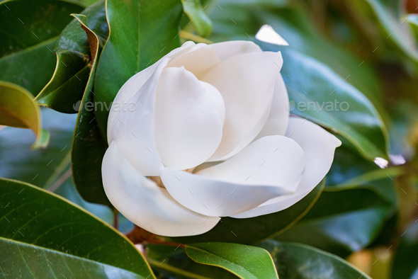 Close up beautiful white magnolia flower on a tree with green leaves - Stock Photo - Images