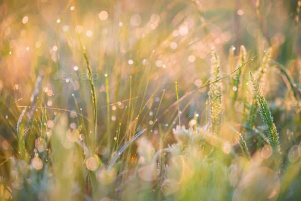 Beautiful background with morning dew on grass close - Stock Photo - Images
