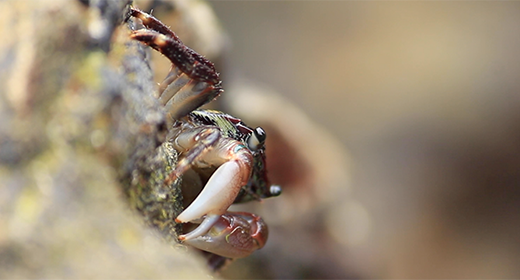 Animals with No Backbone