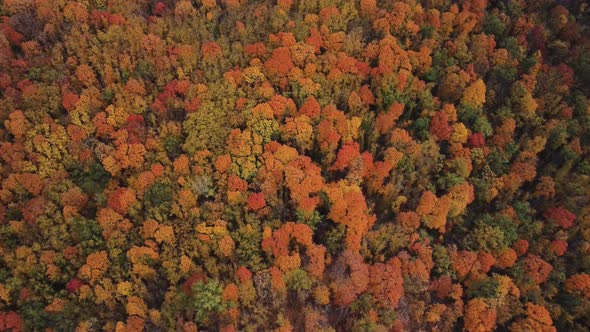 Aerial view of the autumn forest.