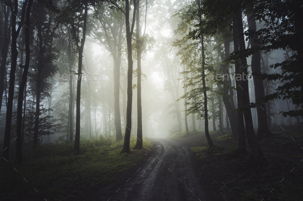 Road Through Enchanted Mysterious Forest With Fog Stock Photo By Andreiuc