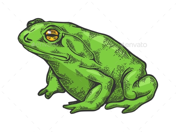 Toad Drawing Vector Images over 3500