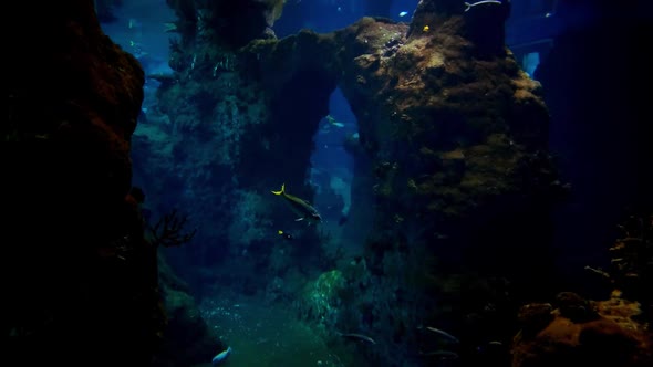 Fish of different sizes swim in a large aquarium.