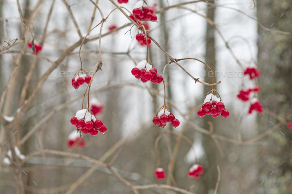 Fresh Snow on Red Berries