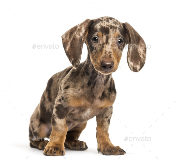 Dachshund, sausage dog, 4 months olds, sitting in front of white