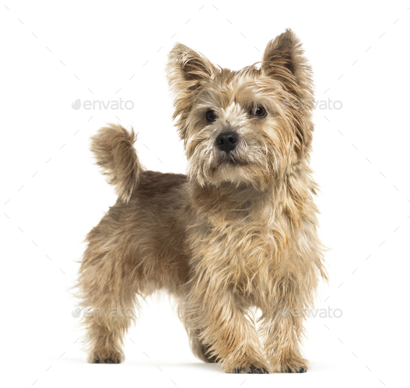 Norwich Terrier in front of white background - Stock Photo - Images