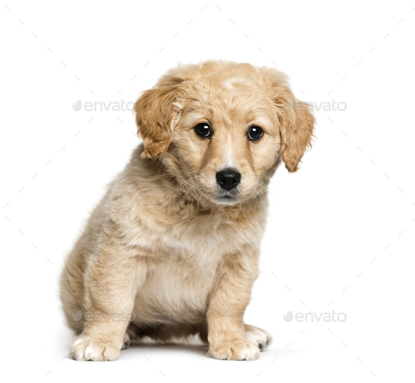 Mixed Breed Between Jack Russell Terrier And Golden Retriever 2 Months Old Stock Photo By Lifeonwhite