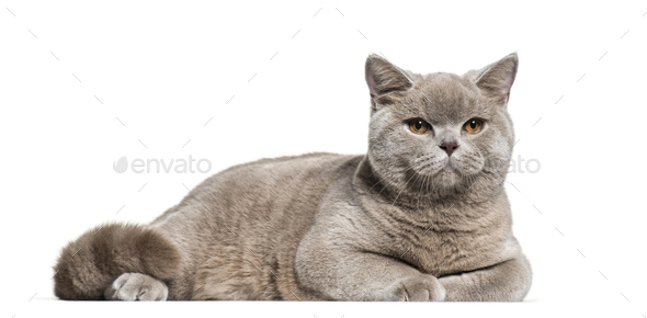 British Shorthair 6 Months Old Lying In Front Of White